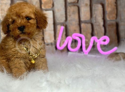 Birbirinden Muhteşem Orjinal Irk Toy Poodle Bebeklerim görsel