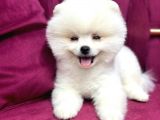 Teddy Bear Pomerian Yavrularımız Dişi Ve Erkek