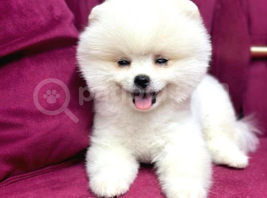 Teddy Bear Pomerian Yavrularımız Dişi Ve Erkek görsel
