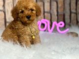 Birbirinden Muhteşem Orjinal Irk Toy Poodle Bebeklerim