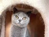 Safkan mükemmel british shorthair Yavrular