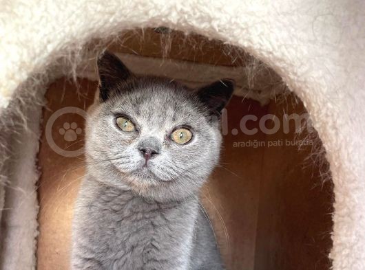 Safkan Mükemmel British Shorthair Yavrular