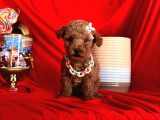 Sevimli dostum poodle