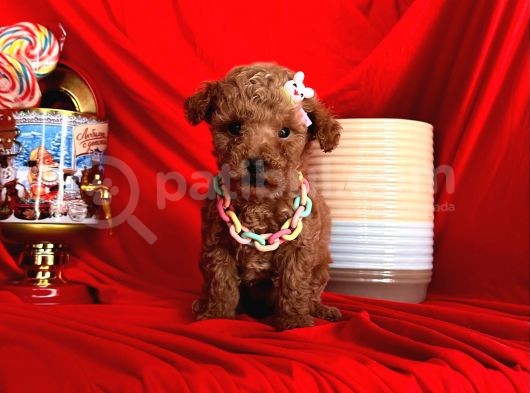 Sevimli Dostum Poodle