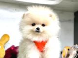Aşıları Tam Pomeranian Yavrular