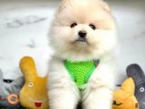 Aşıları tam pomeranian yavrular