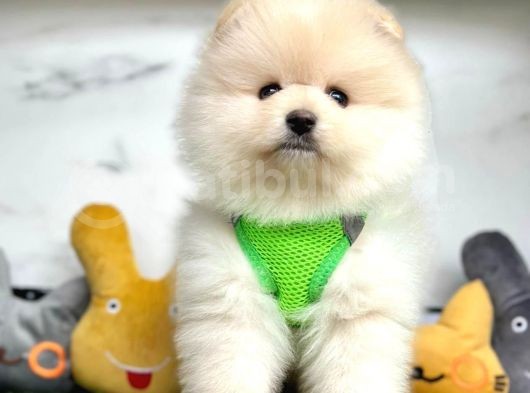 Aşıları Tam Pomeranian Yavrular