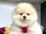 Aşıları Tam Pomeranian Yavrular