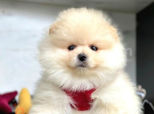 Aşıları Tam Pomeranian Yavrular görsel