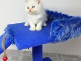 Mi̇nnaklar Sahi̇plendi̇ri̇meye Hazirdir