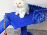 Mi̇nnaklar Sahi̇plendi̇ri̇meye Hazirdir