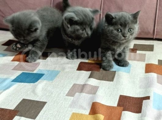 Britsh Ve Scutish Yavrularımız Yeni Yuvalarını Aramaktadır 