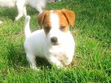 Kisa Bacak Jack Russell Yavrular