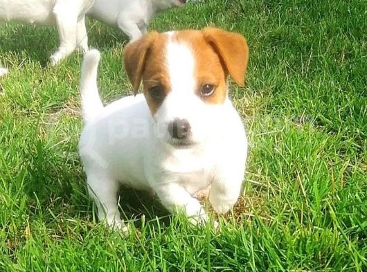 Kisa Bacak Jack Russell Yavrular görsel