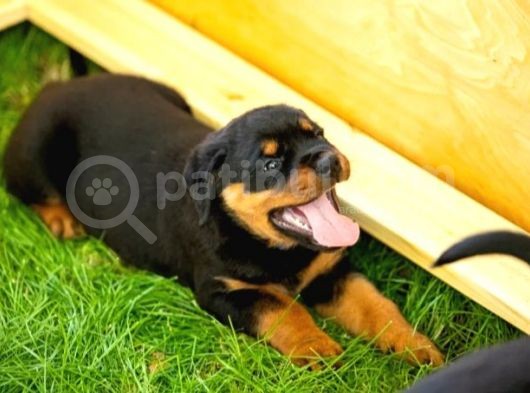 Koca Kafa Rotweiler Yavruları görsel