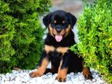 Koca Kafa Rotweiler Yavruları