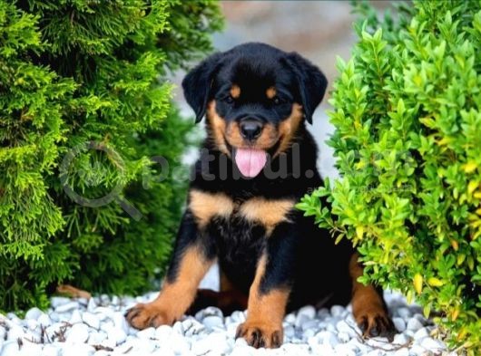 Koca Kafa Rotweiler Yavruları görsel