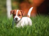 Kisa bacak Jack Russell yavrular