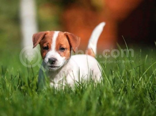 Kisa Bacak Jack Russell Yavrular