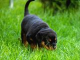Koca Kafa rotweiler yavruları