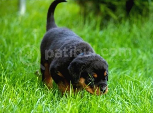 Koca Kafa Rotweiler Yavruları