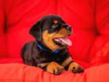Koca Kafa Rotweiler Yavruları