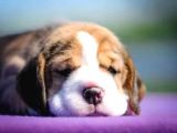 Beagle Bebekler
