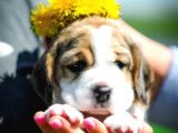 Beagle Bebekler
