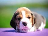 Beagle Bebekler