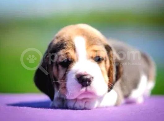 Beagle Bebekler görsel
