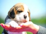 Beagle bebekler