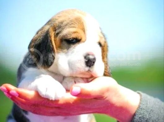 Beagle Bebekler