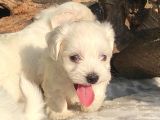 Bem Beyaz Pamuk Sekeri̇i̇