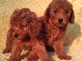 Orji̇nalmtoy Poodle Yavrular