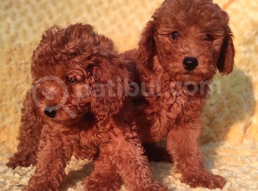 Orji̇nalmtoy Poodle Yavrular görsel