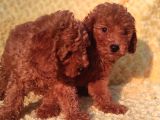 Orji̇nalmtoy Poodle Yavrular