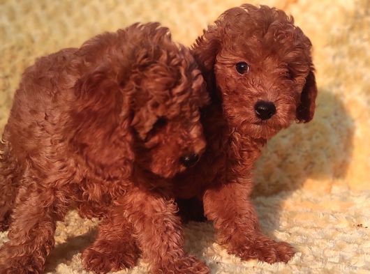 Orji̇nalmtoy Poodle Yavrular görsel