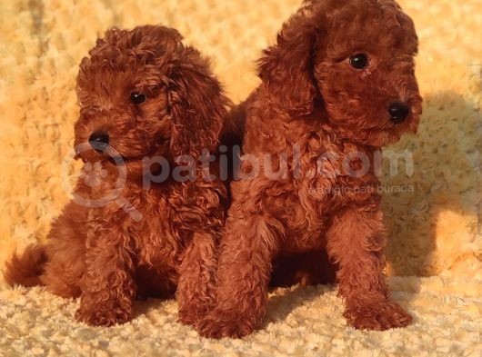 Orji̇nalmtoy Poodle Yavrular görsel