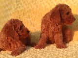 Orji̇nalmtoy Poodle Yavrular