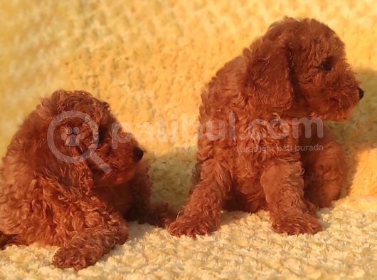 Orji̇nalmtoy Poodle Yavrular görsel
