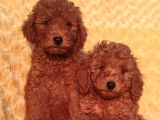 Orji̇nalmtoy Poodle Yavrular