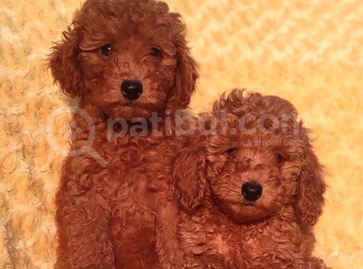Orji̇nalmtoy Poodle Yavrular görsel