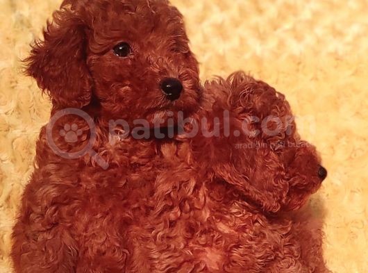 ORJİNALMTOY POODLE YAVRULAR