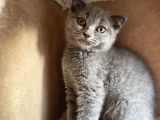 Safkan Mükemmel British Shorthair Yavrular