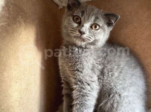 Safkan Mükemmel British Shorthair Yavrular görsel