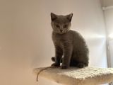 Safkan Mükemmel British Shorthair Yavrular