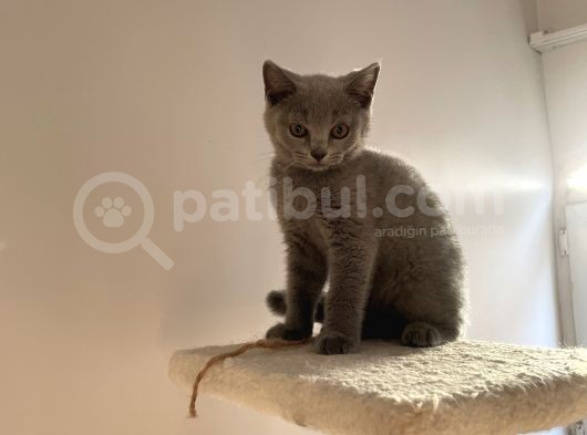 Safkan Mükemmel British Shorthair Yavrular görsel