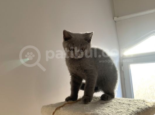Safkan Mükemmel British Shorthair Yavrular görsel