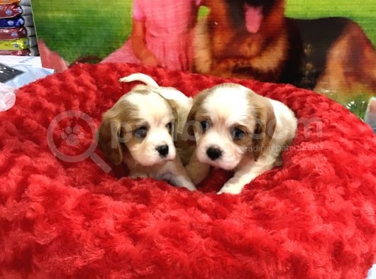 Von Alp Pet Garantisiyle Cavalier Yavrularimiz