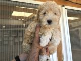 Güzeller Güzeli  Maltipoo  Kızım